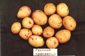 Картофель "Русская красавица"