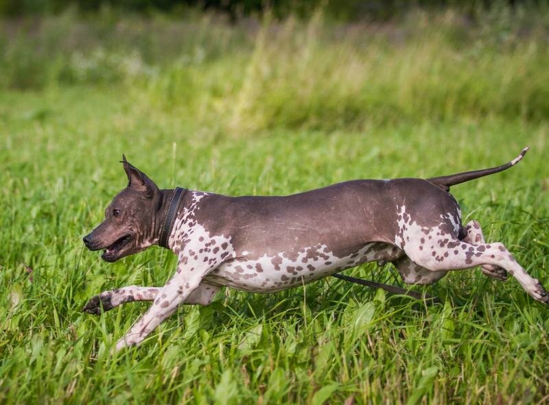 Американский голый терьер бежит по траве